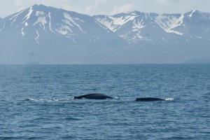 2-blue-whales