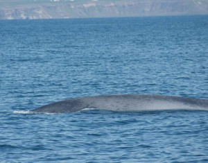 blue-whale