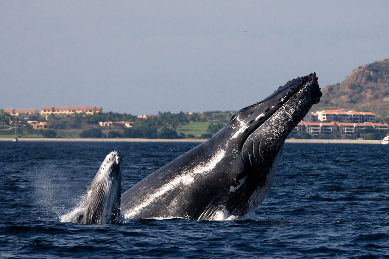 whale_photo_safari-big-1