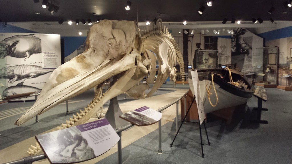 new-bedford-whaling-museum-sprem-whale
