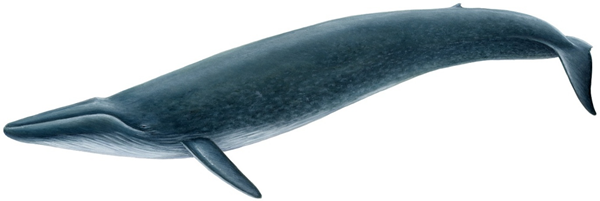 a blue whale