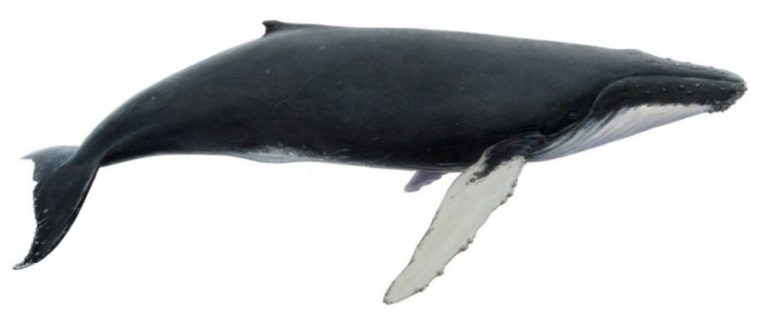 humpback whale