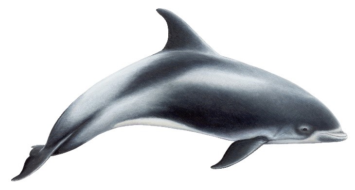 white beaked dolphin