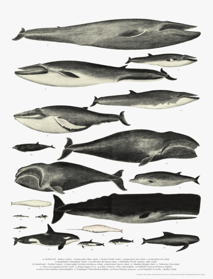 Whale drawings by Bjarni Sæmundsson
