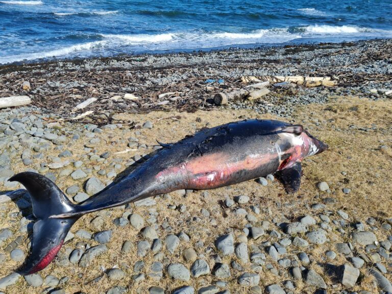 white beaked dolphin